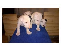 Bull Terrier puppies for sale (Kusa registered and microchipped)