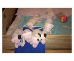 Bull Terrier puppies for sale (Kusa registered and microchipped)