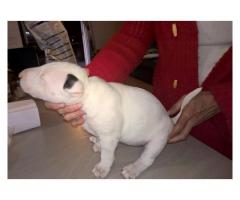 Bull Terrier puppies for sale (Kusa registered and microchipped)