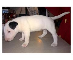 Bull Terrier puppies for sale (Kusa registered and microchipped)