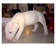 Bull Terrier puppies for sale (Kusa registered and microchipped)