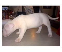 Bull Terrier puppies for sale (Kusa registered and microchipped)