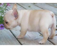 French Bulldog puppies ready for new homes at 12 weeks