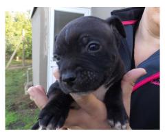 Beautiful Staffordshire Bull Terriers pups for sale