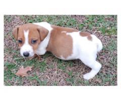 Jack Russell puppies for sale