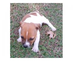 Jack Russell puppies for sale