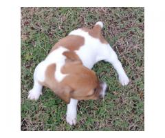 Jack Russell puppies for sale