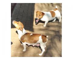 Jack Russell puppies for sale