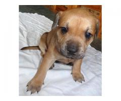 Beautiful Staffie Pups for sale.