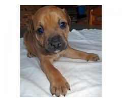 Beautiful Staffie Pups for sale.