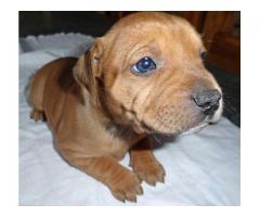 Beautiful Staffie Pups for sale.