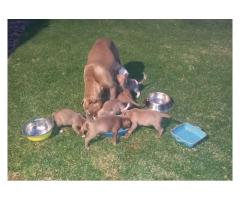 Beautiful registered Pitbull puppies for sale