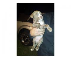 Beautiful registered Pitbull puppies for sale