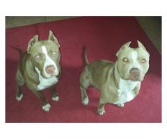 Beautiful registered Pitbull puppies for sale