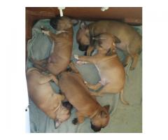 Staffordshire Bull Terrier Puppies for sale