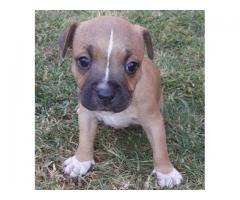 Staffordshire Bull Terrier Puppies for sale