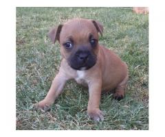 Staffordshire Bull Terrier Puppies for sale