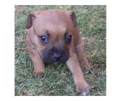 Staffordshire Bull Terrier Puppies for sale