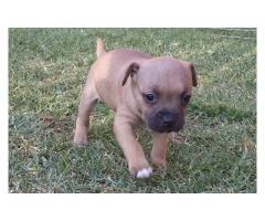 Staffordshire Bull Terrier Puppies for sale