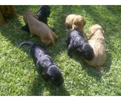 Black Cocker Spaniels & Golden Cocker Spaniels