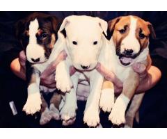 BULLTERRIER PUPPIES FOR SALE - KUSA REGISTERED