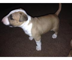 BULLTERRIER PUPPIES FOR SALE - KUSA REGISTERED