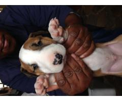 BULLTERRIER PUPPIES FOR SALE - KUSA REGISTERED