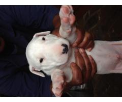 BULLTERRIER PUPPIES FOR SALE - KUSA REGISTERED