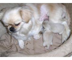 Adorable Pekingese Puppies Awaiting A Lovely Home Now