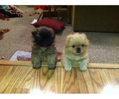 Adorable Pekingese Puppies Awaiting A Lovely Home Now