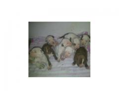 American Pit Bull Puppies for sale