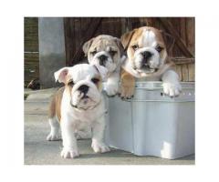 English Bulldog Puppies Ready For Rehoming