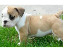 English Bull Puppies for sale