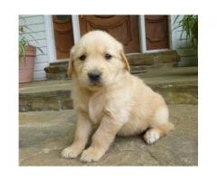Golden Retriever Puppies for sale in western cape