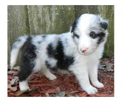 Shetland Sheepdog Puppies for sale