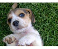 Beagle Pups. 2 x Female, 1 x Male