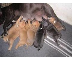Staffie Puppies For Sale
