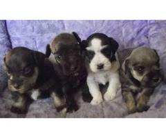 Best Schnauzer puppies for Sale