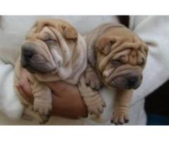 Sharpei puppies for Sale