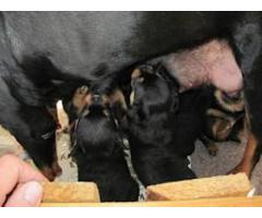 Registered Rottweiler puppies