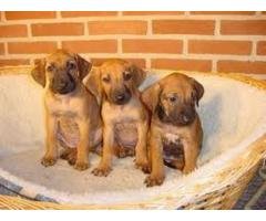 Cute Ridge Back puppies for Sale