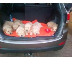 Golden Retriever puppies