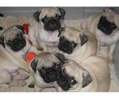 Pug puppies