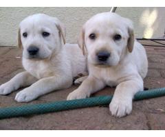 LABRADOR (GOLDEN)