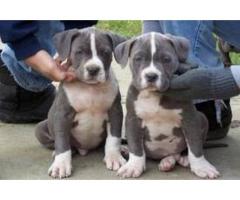 Pitbull Puppies for New Homes