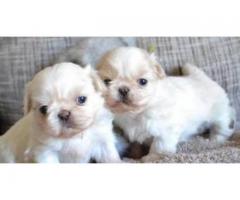 Pekingese puppies for Sale