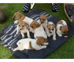 Jack Russel puppies Available