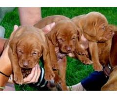 Vizsla puppies