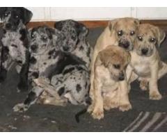 Great Dane puppies