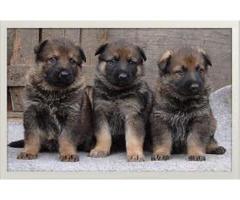 Super German Sheperd puppies